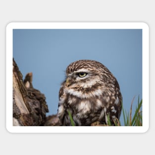 Little owl perched on at tree trunk Sticker